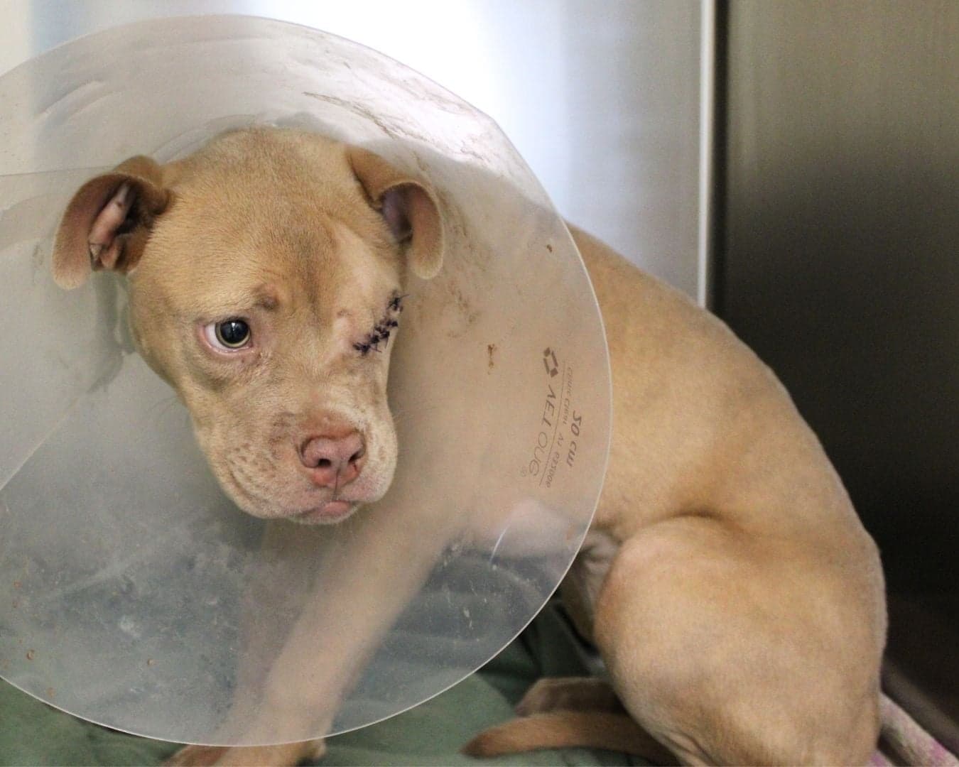 Puppy in a cone and a cast on left leg. 