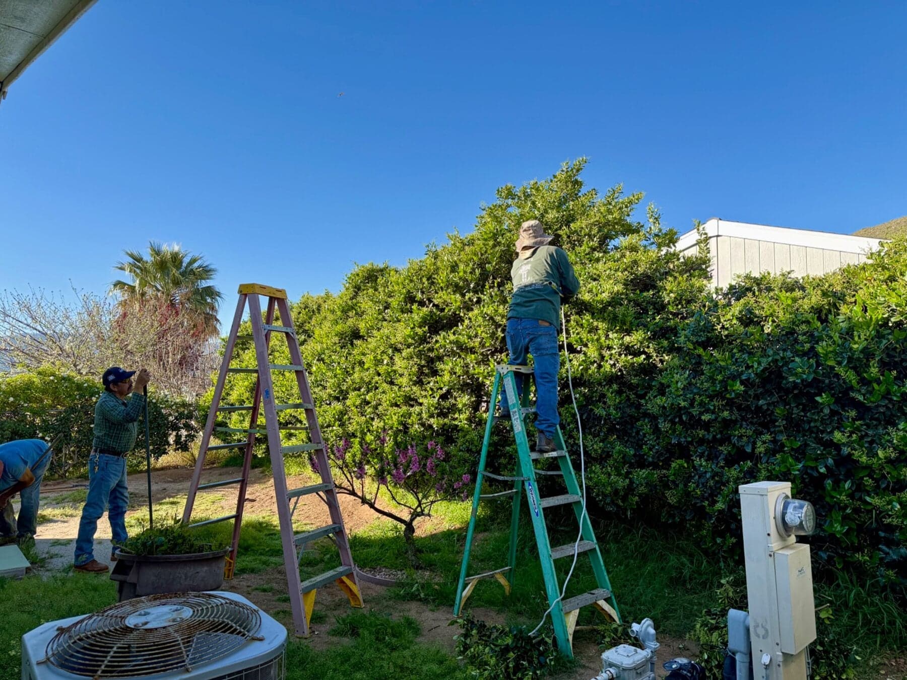 Before photo:
Overgrown privacy hedges with dense vegetation and debris creating a continuous fuel source beside an Acton home.