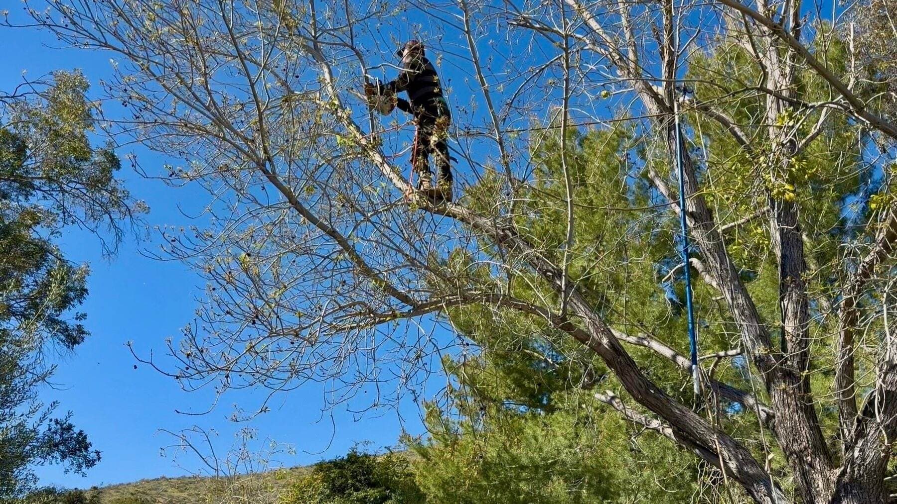 Worker trimming branches high in a tree during hazardous tree maintenance in Acton.