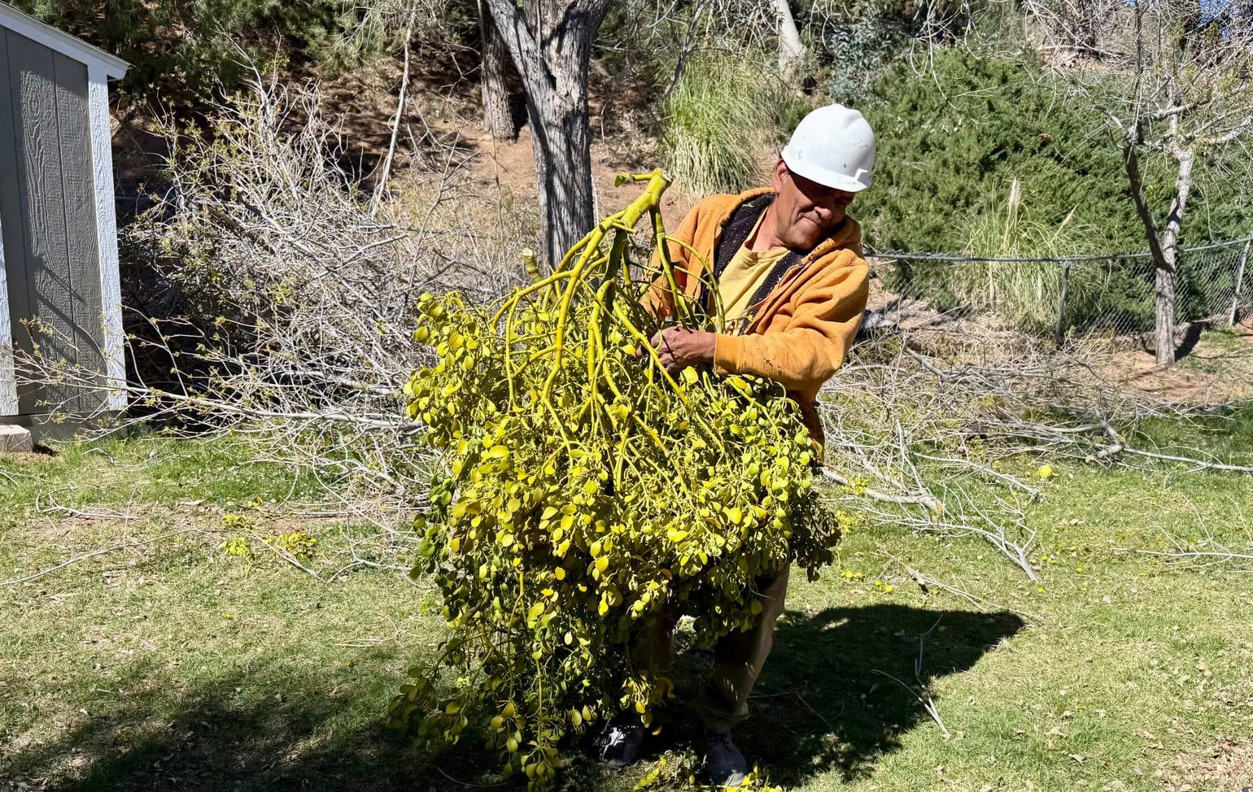 Worker carrying cut mistletoe during defensible-space cleanup at an Acton home.