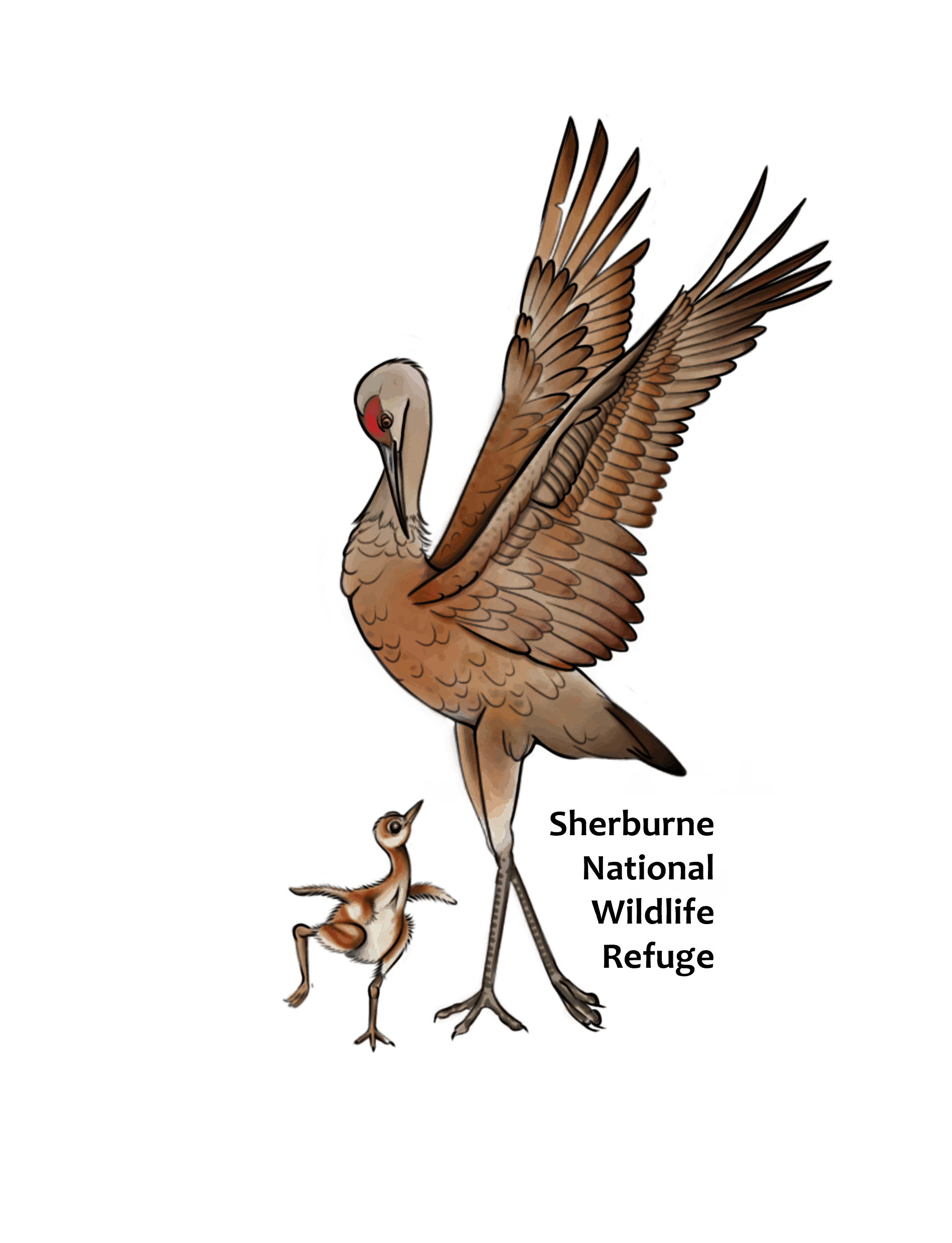 Sandhill Crane sticker artwork by Tanya Piatz - dancing crane with Sherburne National Wildlife Refuge text underneath