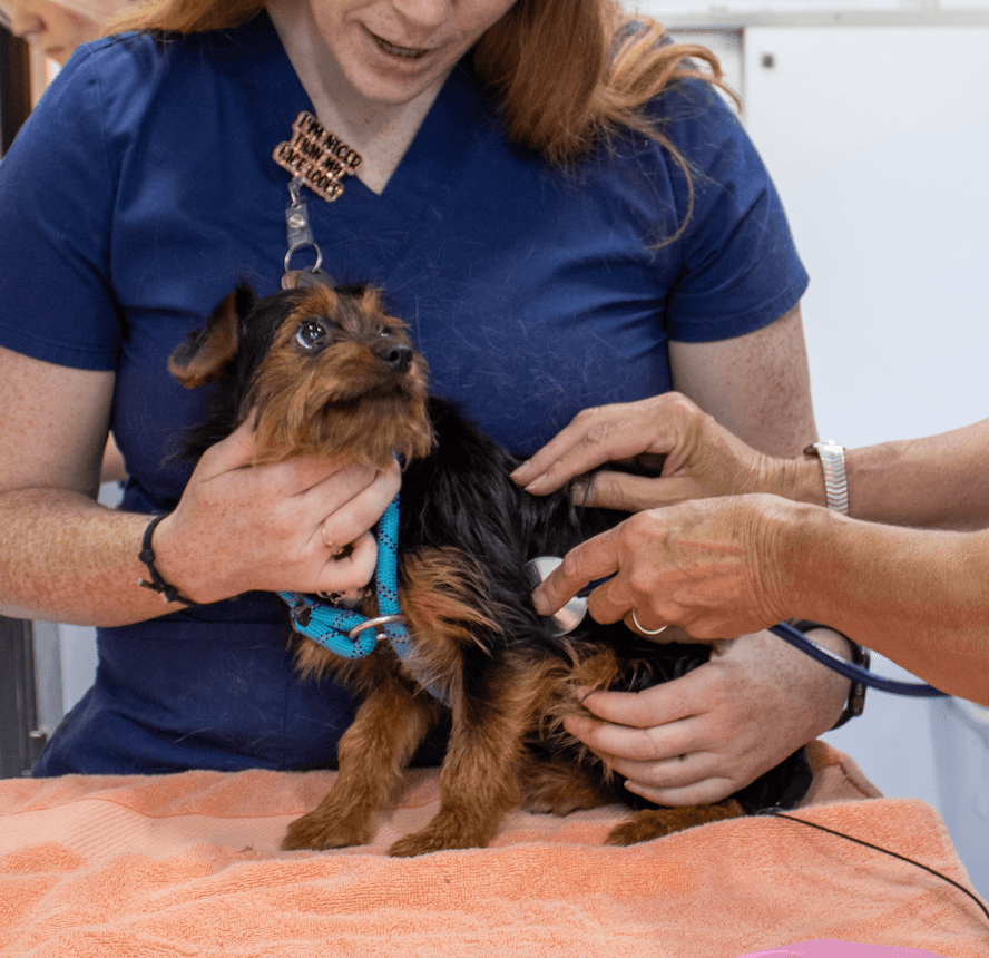 small dog receiving a veterinary exam